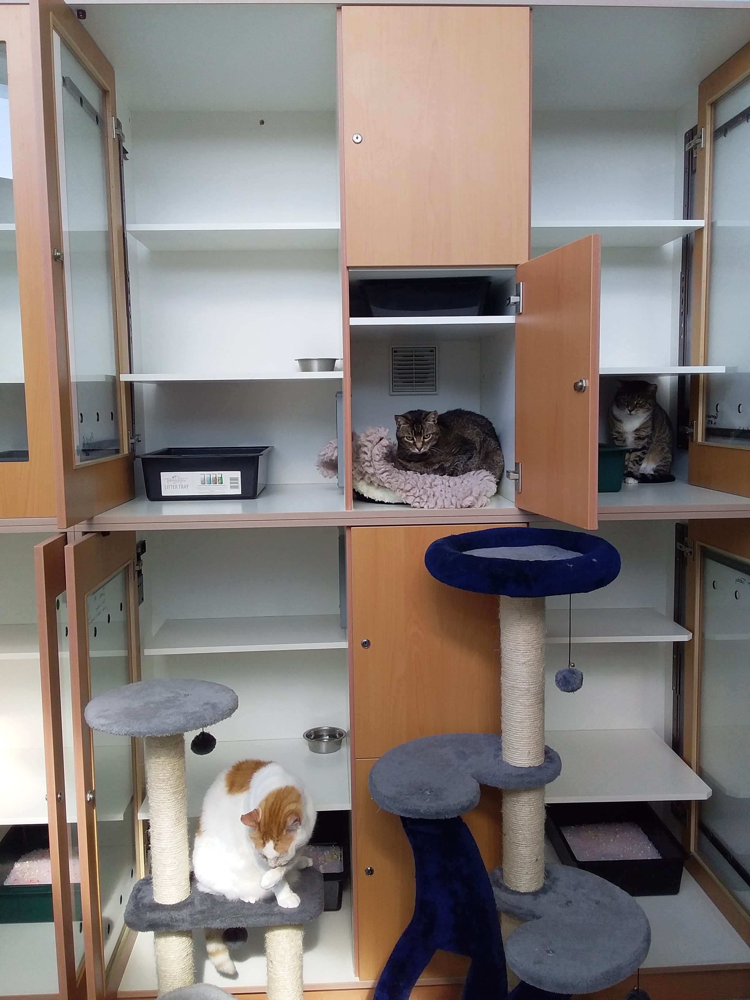 the-sanctuary-boarding-cattery